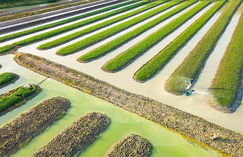 Algae farming