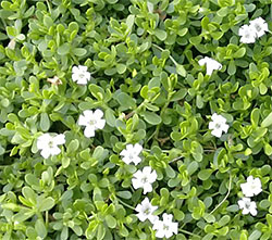 Bacopa Monieri