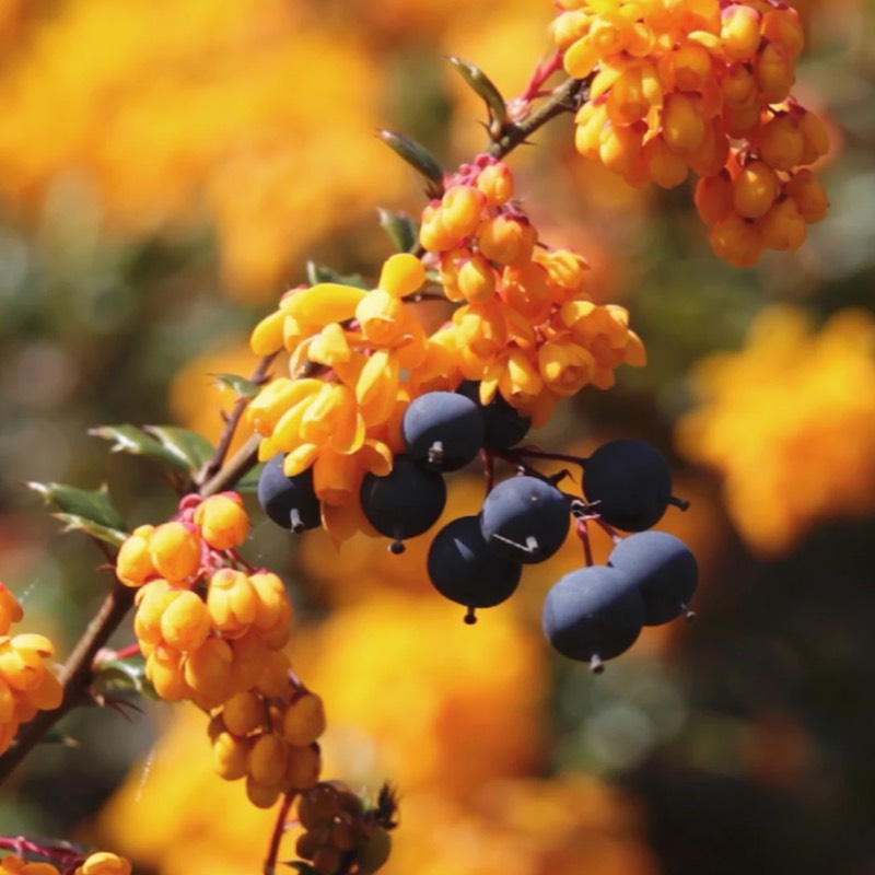 Berberis aristata bessen