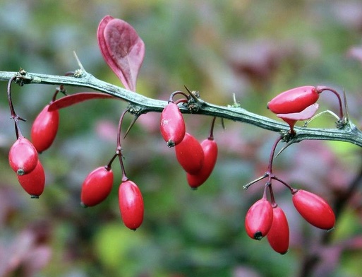 Berberis aristata besjes