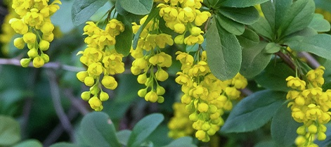 Berberis aristata bloemetjes