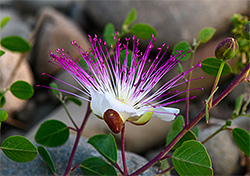 bloom and bud of caper bush