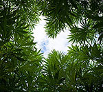 Hennep planten Hennep planten
