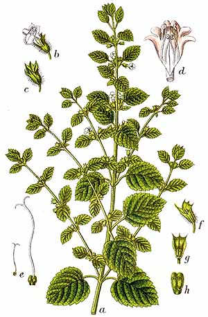 Lemon balm - Melissa officinalis Lemon balm - Melissa officinalis