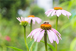 Bij op echinacea bloem
