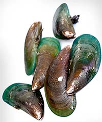 Groenlipmossel - Perna canaliculus