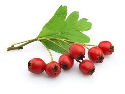 Hawthorn berries