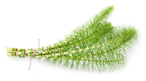 Horsetail
