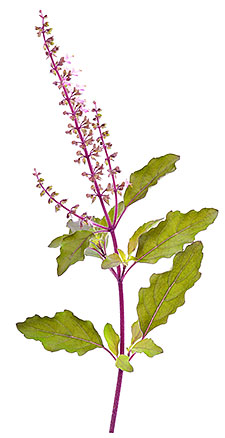 Holy Basil bloem Holy Basil bloem
