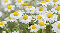 chamomile flowers chamomile flowers