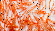 krill krill