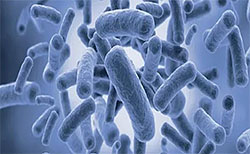 Lactobacillus Plantarum