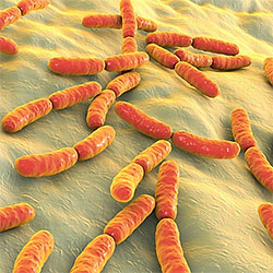 Lactobacillus Rhamnosus