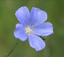 linum-usitatissimum