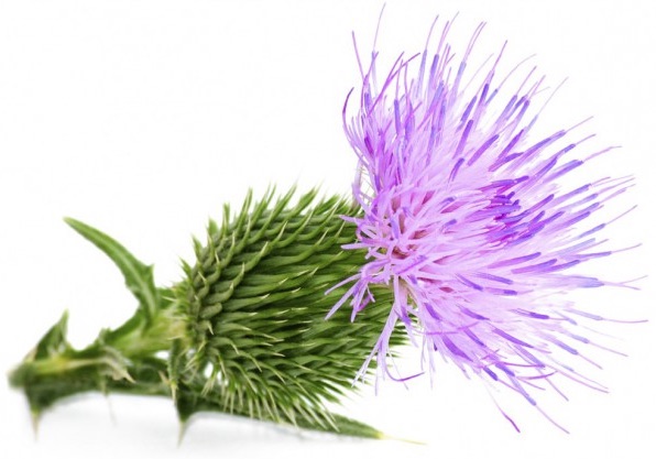 Milk Thistle flower