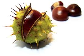 Horse Chestnut Horse Chestnut