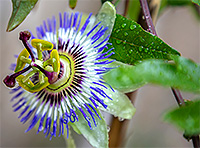 Passionflower