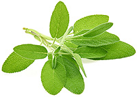 Sage leaves Sage leaves