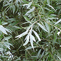 Salix alba