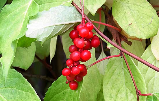 Schisandra Chinensis