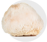 Lions Mane Lions Mane