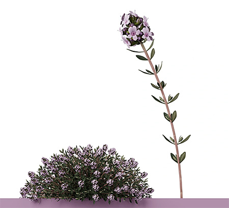 Thymus vulgaris Thymus vulgaris