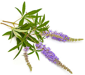 Monnikspeper - Vitex Agnus-Castus Monnikspeper - Vitex Agnus-Castus