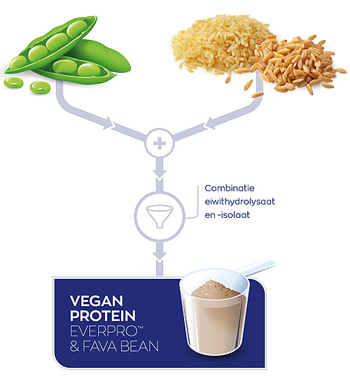 Infographic Vegan Protein